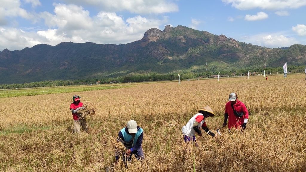 Sejumlah petani di Desa Pule, Kecamatan Selogiri, Wonogiri, Jawa Tengah, memanen padi. Saat ini memasuki musim panen pertama dan musim tanam kedua.