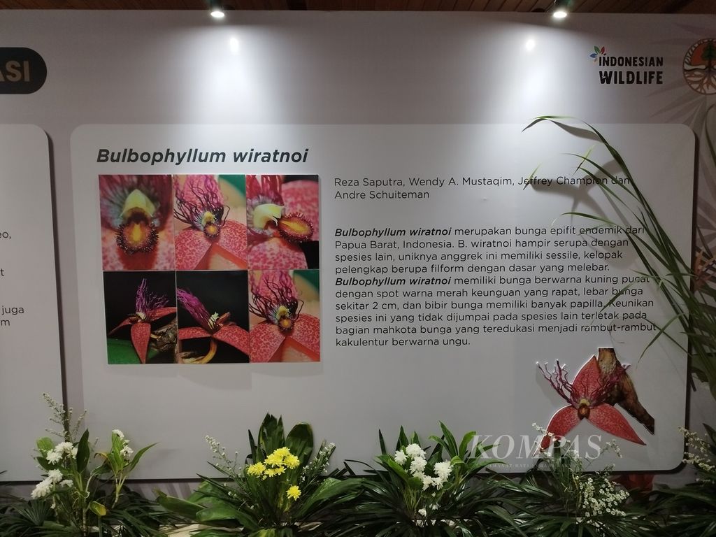 Papan informasi spesies baru <i>Bulbophyllum wiratnoi</i>. 