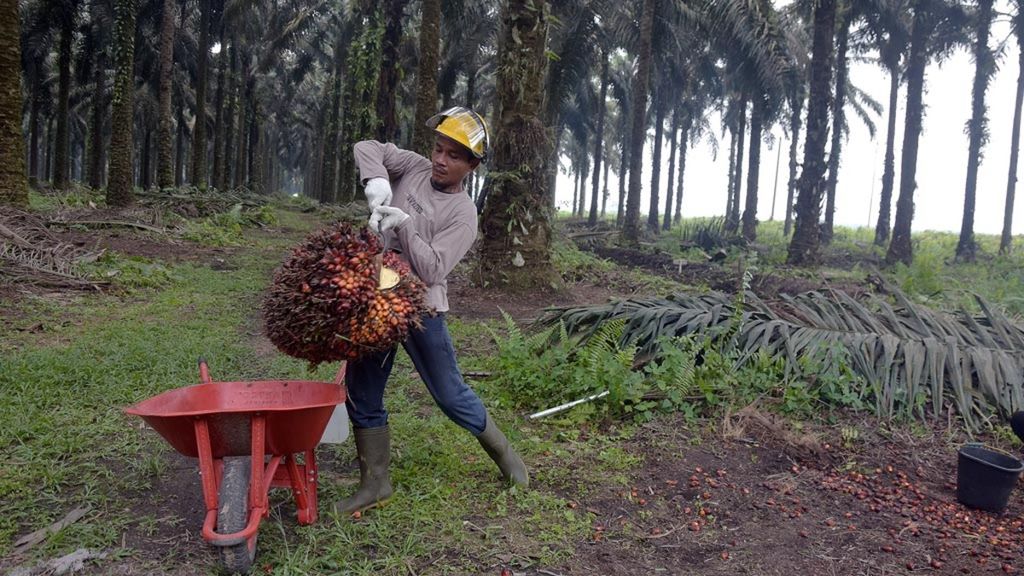 Pekerja mengangkut tandan buah segar kelapa sawit hasil panen di PT Ramajaya Pramukti di Kabupaten Siak, Riau, Rabu (2/10/2019).