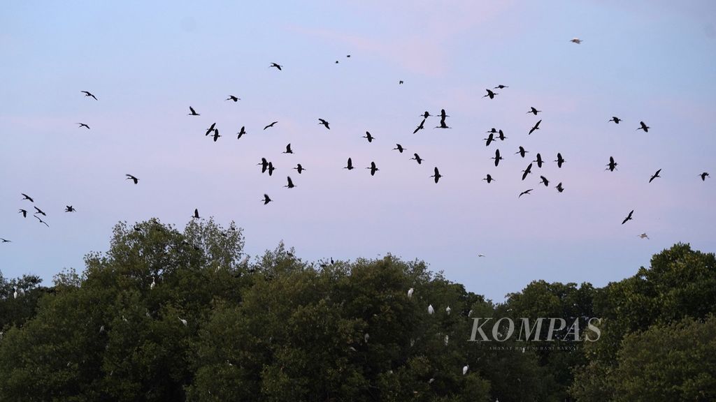 Burung-burung terbang dan bertengger di pohon mangrove di Muara Bendera, Desa Pantai Bahagia, Kecamatan Muaragembong, Kabupaten Bekasi, Jawa Barat, Kamis (27/10/2022). 