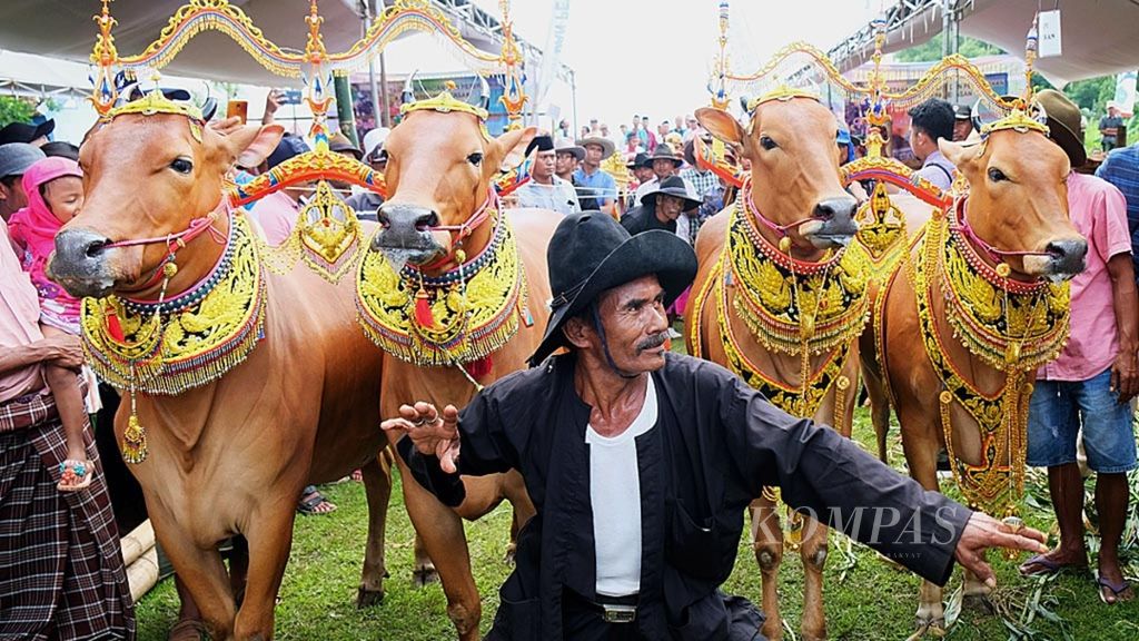 Penari mengiringi sapi-sapi sonok (sapi betina yang diikutkan kontes kecantikan) menuju Kontes Ternak Sapi Madura di Lapangan Desa Kaduara Barat, Kecamatan Larangan, Pamekasan, Jawa Timur, Selasa (19/2/2019). 