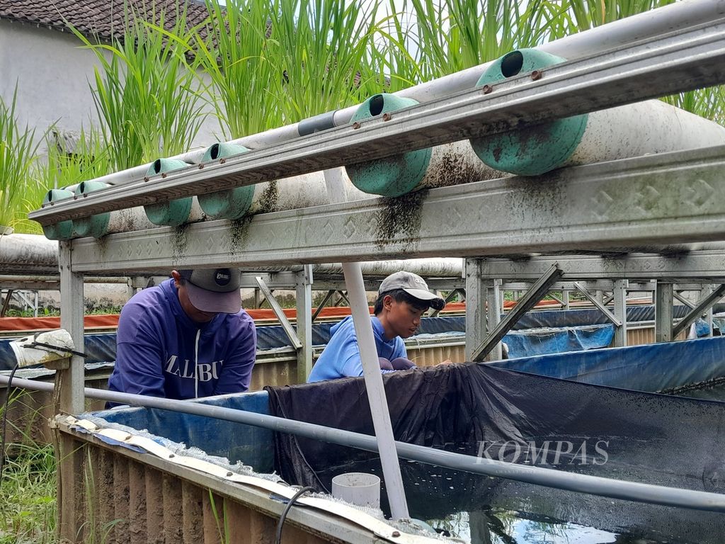 Pekerja bersiap memilah ikan lele sesuai ukuran di kolam yang menjadi satu dengan instalasi tanaman padi yang ditanam secara hidroganik di Bengkel Mimpi milik Basiri di Desa Kanigoro, Kecamatan Pagelaran, Kabupaten Malang, Jawa Timur, Senin (26/2/2024) sore.
