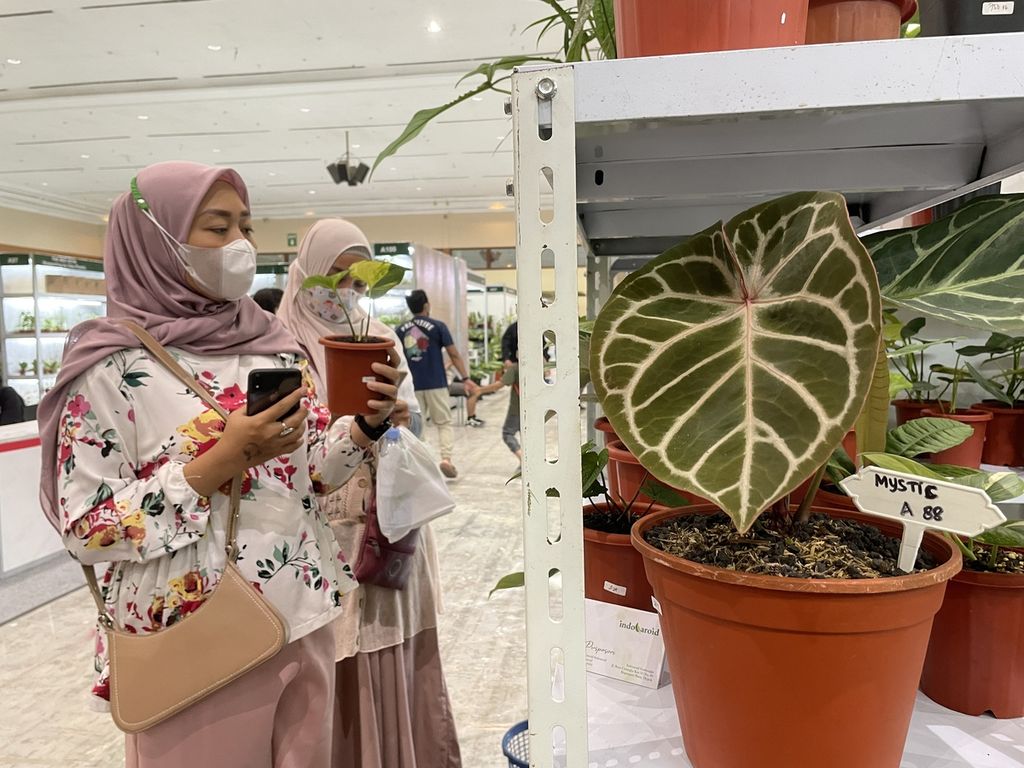 Pengunjung memegang tanaman hias Cyanastrum cordifolium yang dipamerkan pada Floriculture Indonesia International Convex 2022, di Jakarta, Sabtu (15/10/2022)