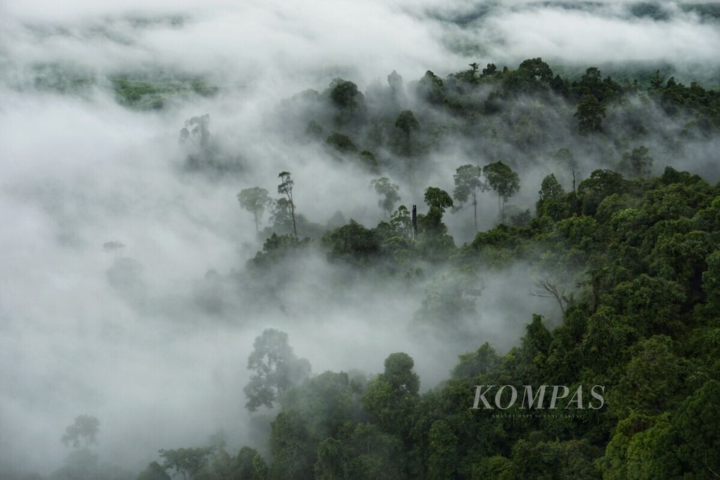 Kabut menyelimuti salah satu hutan tanaman industri di Kecamatan Sepaku, Penajam Paser Utara, Kalimantan Timur, Minggu (12/7/2020) pagi. Wilayah itu menjadi lokasi calon ibu kota negara baru.