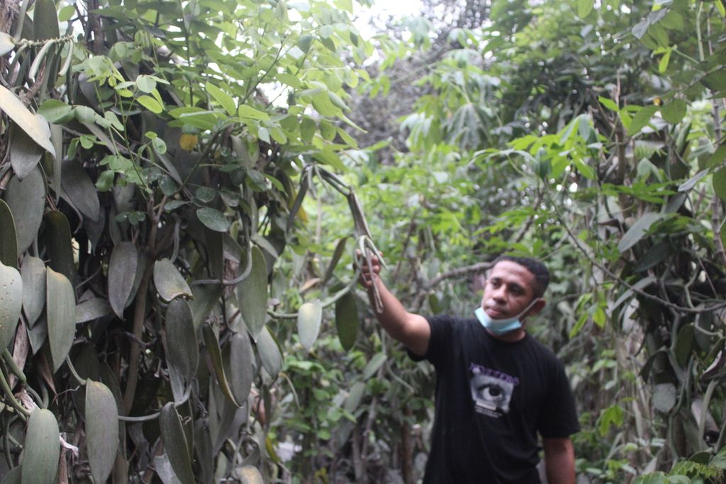 Warga Desa Klatanlo menunjukkan tanaman vanili yang terdampak guyuran abu vulkanik akibat erupsi Gunung Lewotobi Laki-laki di Kabupaten Flores Timur, Nusa Tenggara Timur, Minggu (21/1/2024),