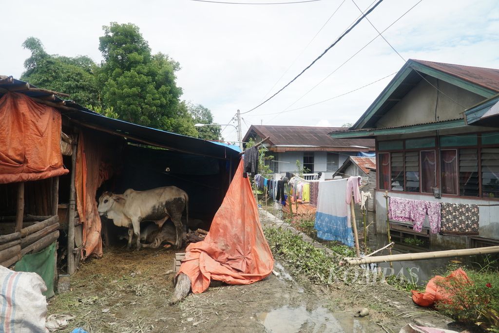 Kandang sapi darurat didirikan di jalan inspeksi depan rumah warga yang terendam banjir akibat meluapnya air Batang Merao yang memicu banjir di Desa Tanjung Muda, Kecamatan Hamparan Rawang, Kota Sungai Penuh, Jambi, Sabtu (20/1/2024). 