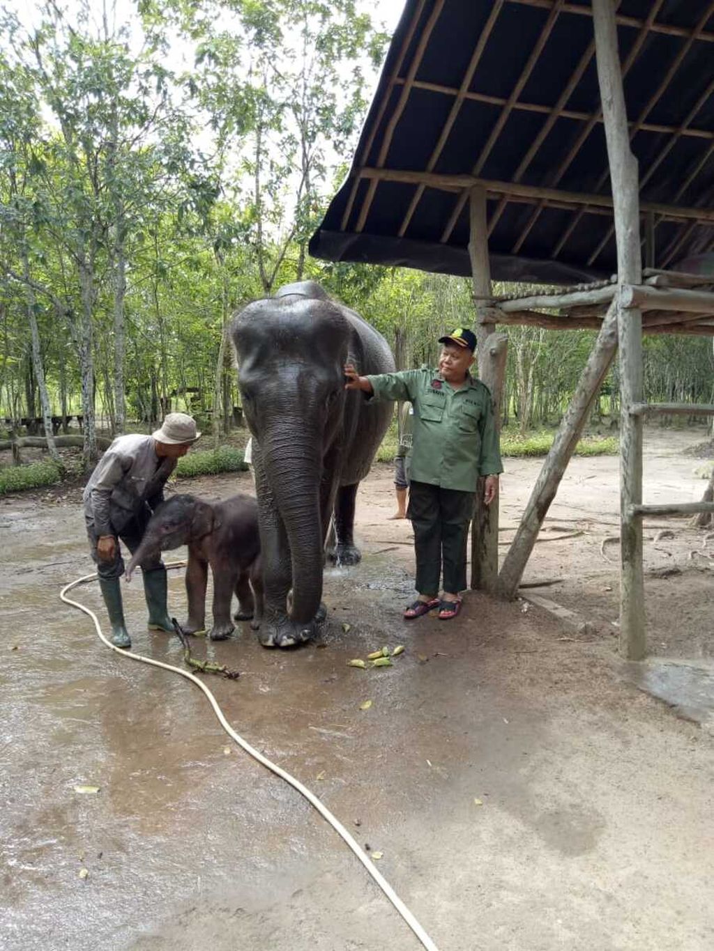 Kepala Taman Nasional Way Kambas Subakir meninjau kondisi gajah Wulan yang baru melahirkan di Camp ERU Tegalyoso, Rabu (16/1/2019).