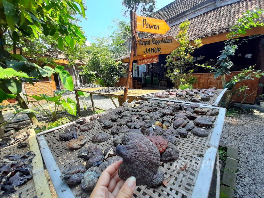 Jamur Lingzhi dijemur di Jamur Borobudur milik Puput Setyoko di Desa Wanurejo, Kecamatan Borobudur, Kabupaten Magelang, Jawa Tengah, Selasa (3/5/2022).
