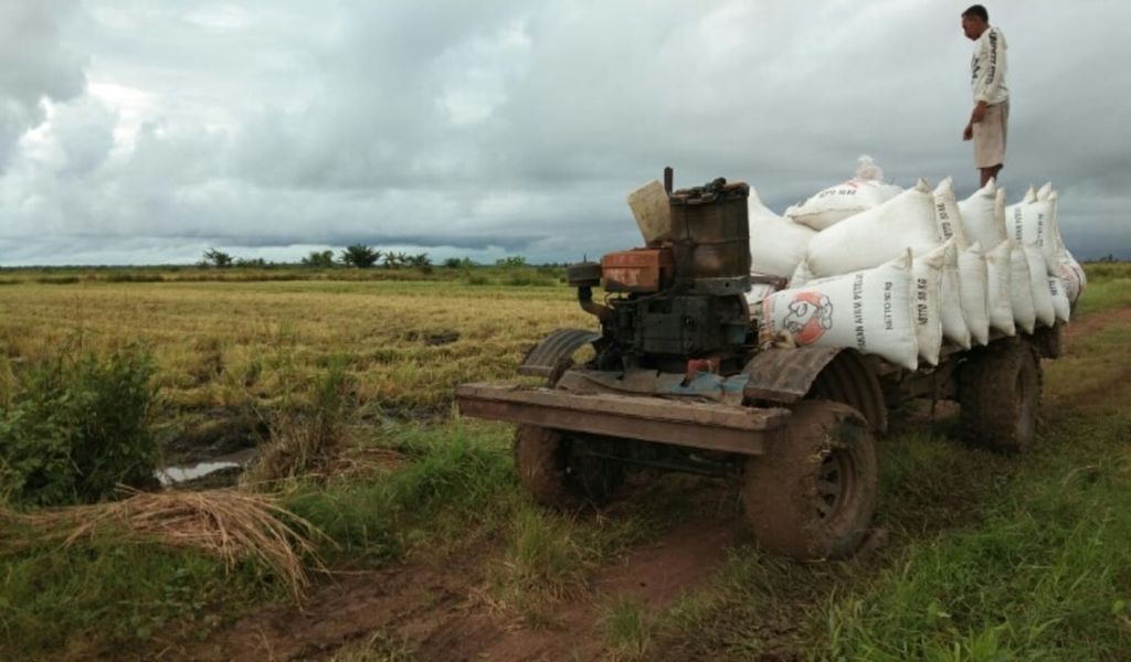 Panen padi di Kabupaten Merauke, Papua, pada pertengahan Maret 2020.