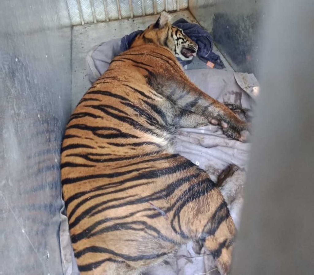 Harimau sumatera dievakuasi BKSDA Sumatera Barat dari kebun sawit warga Kampung Maua Hilia, Jorong Kayu Pasak Timur, Nagari Salareh Aia, Kecamatan Palembayan, Agam, Sumbar, Selasa (11/1/2022).