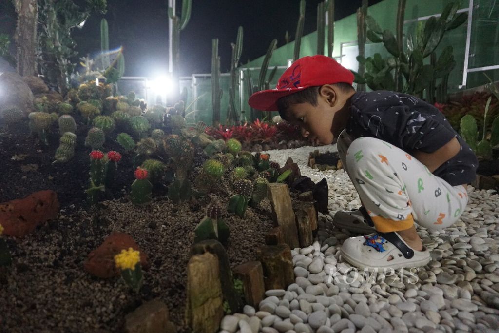 Seorang anak mengamati aneka kaktus di Taman Botani Baturraden, Banyumas, Jawa Tengah, Minggu (25/12/2022) malam. 