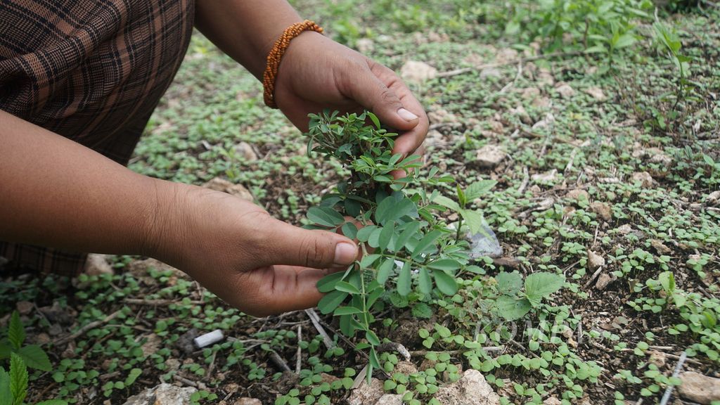 Pemudi adat Sumba, Kristine Hara Tola, menunjukkan tumbuhan nila atau tarum penghasil warna biru alami yang tumbuh di pekarangan rumahnya di Kampung Patanning, Desa Rindi, Sumba Timur, Selasa (9/1/2024).