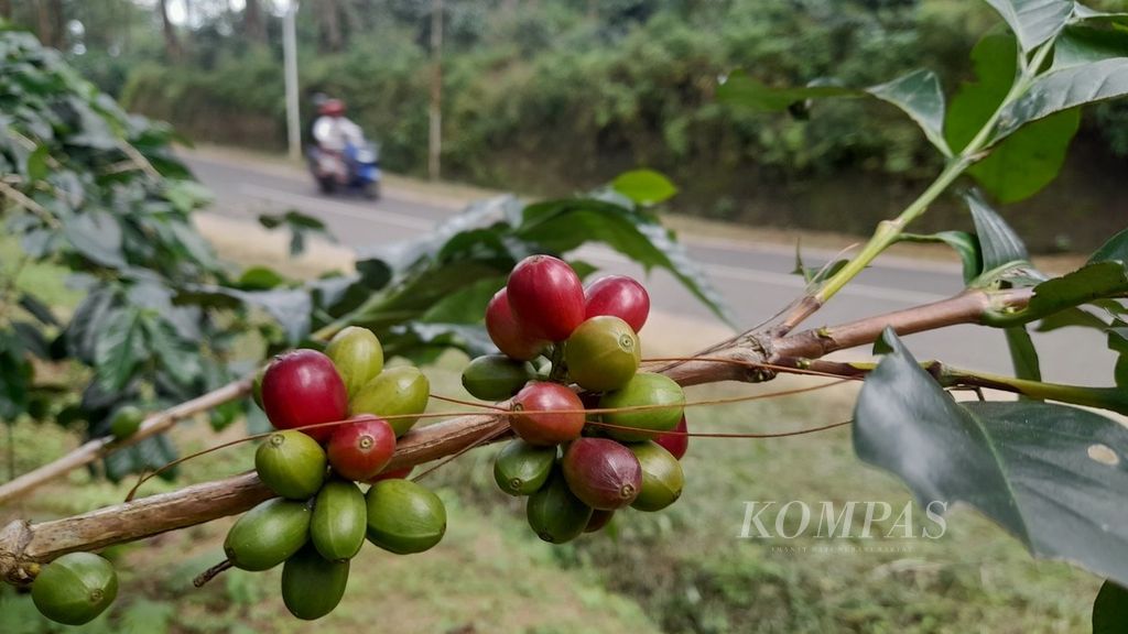 Biji kopi jenis robusta yang sebagian sudah memerah siap petik di salah satu kebun kopi di tepi jalan Desa Sumbersuko, Kecamatan Wagir, Kabupaten Malang, Jawa Timur, Jumat (31/3/2023)