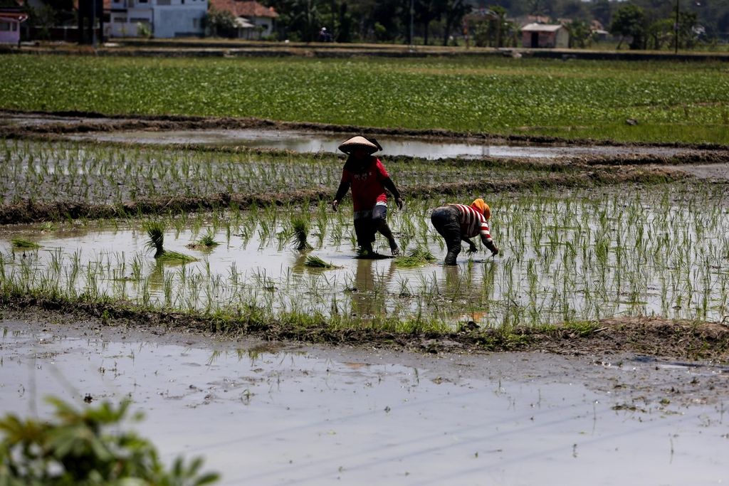 Farmers are planting rice seeds on their land in Tangkil Village, Susukan, Cirebon, West Java, on Wednesday (13/9/2023). Despite limited irrigation water due to the long dry season caused by the El Niño impact, farmers are still determined to plant rice in the third planting season because they are tempted by the high price of rice, which has reached Rp 7,600 per kilogram.