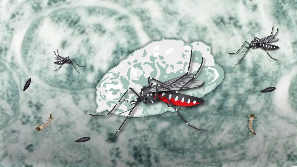 Wolbachia Berpotensi Jadi Senjata Dahsyat Lawan Demam Berdarah Dengue