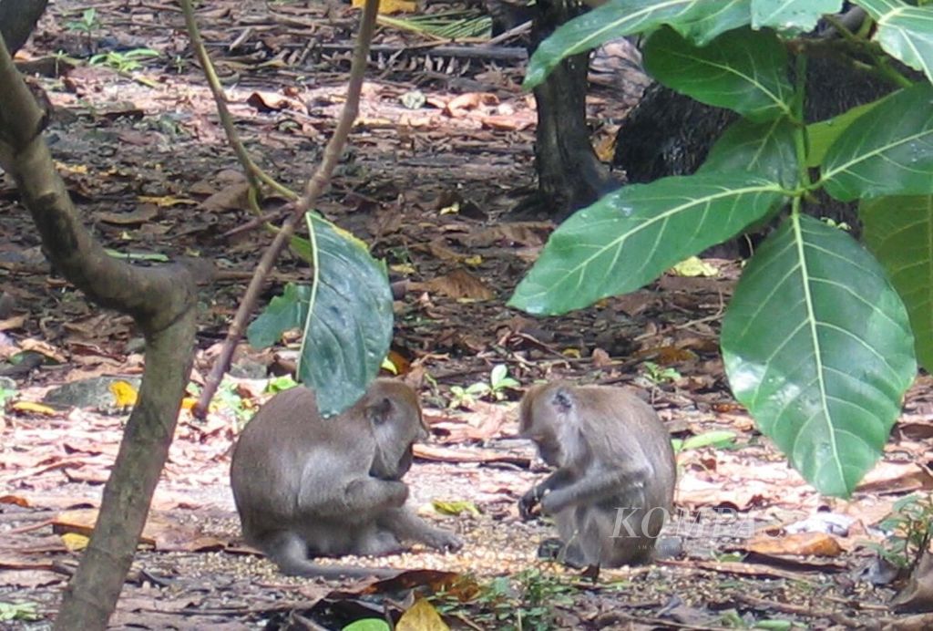 Sepasang monyet hasil penangkaran tengah menyantap makanan berupa jagung. Monyet-monyet di Pulau Umang-Umang hidup secara semiliar. Mereka tinggal di pepohonan tetapi diberi jatah makan. Foto diambil awal Agustus 2005.