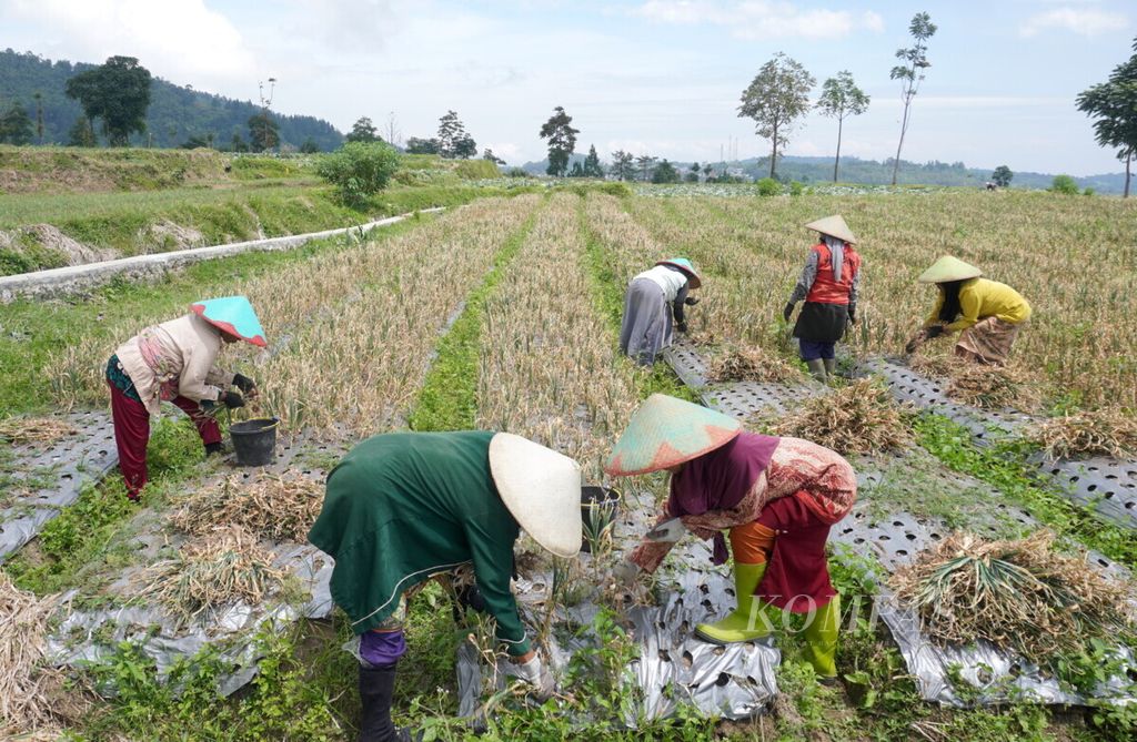 Para petani memanen bawang putih di Desa Tuwel, Kecamatan Bojong, Kabupaten Tegal, Jawa Tengah, Rabu (2/9/2020). 