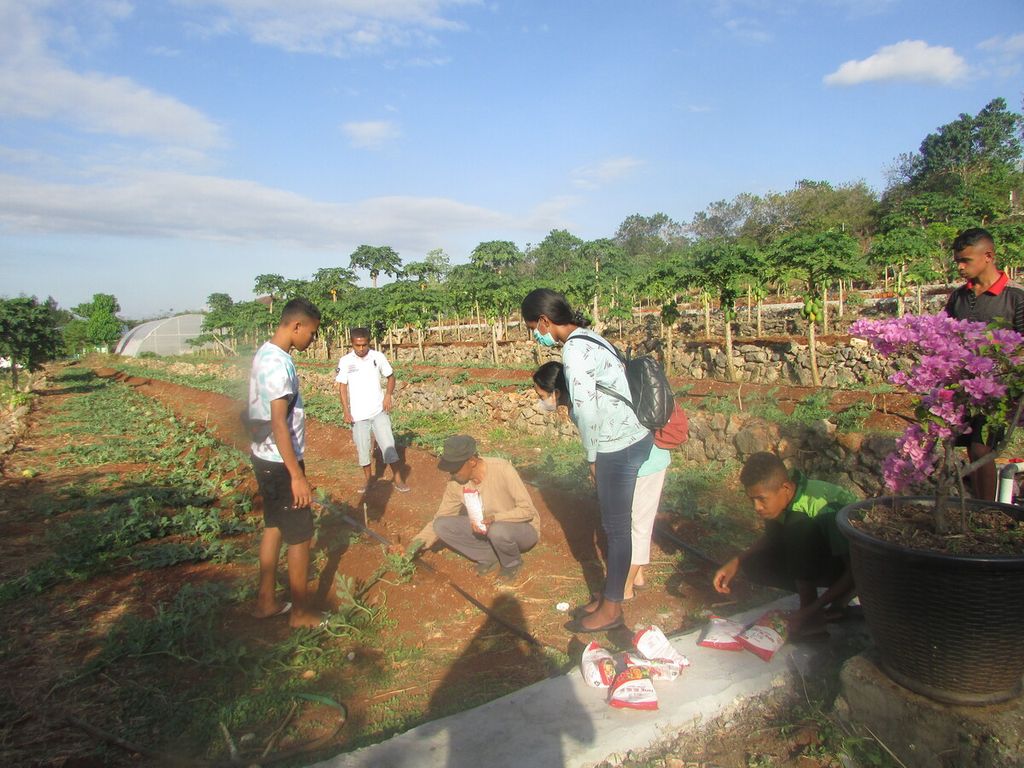 Prof Ir Nyoman Mahayasa (duduk topi) sedang mengajarkan mahasiswa dan siswa praktek bagaimana cara menabur pupuk NPK ke tanaman semangka yang sedang berbuah di lahan kering milik Laboratorium Pertanian Lahan Kering Undana Kupang, Selasa (14/6/2022).