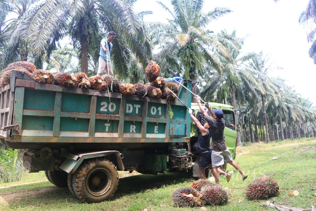 Buruh memuat sawit ke atas truk di sebuah perusahaan perkebunan di Kecamatan Bahorok, Kabupaten Langkat, Sumatera Utara, Rabu (26/7/2023).
