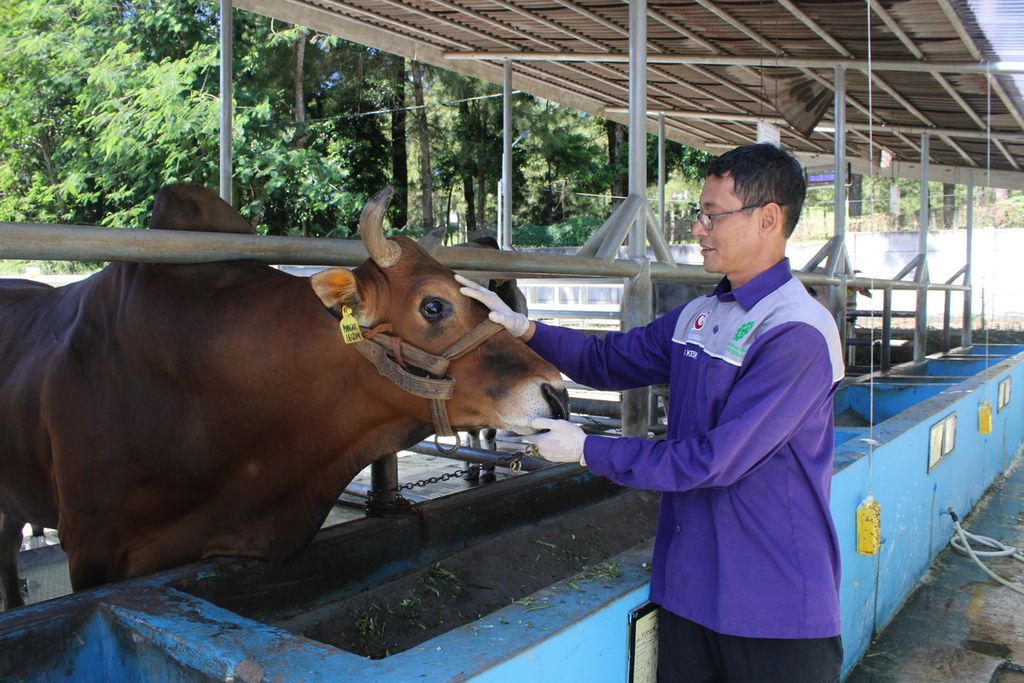 Petugas mengamati sapi pejantan lokal jenis Sapi Madura di Balai Inseminasi Buatan Lembang, Kabupaten Bandung Barat, Jawa Barat, Rabu (31/5/2023). Sapi asal Jawa Timur ini berbobot hingga 560 kilogram dan berusia 11 tahun.