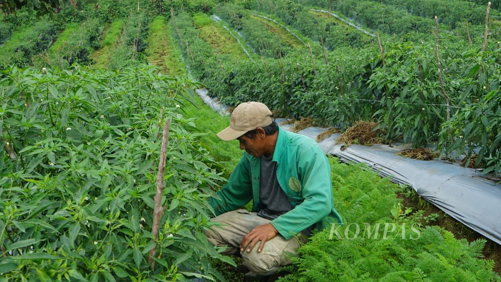 Seorang petani sedang menunjukan tanaman kopi arabika yang ditanam di Kawasan Kibuk di lereng Gunung Dempo, Kota Pagar Alam, Sumatera Selatan, Kamis (21/7/2022). Kawasan ini sudah ditetapkan sebagai Hutan Kemasyarakatan pada 2018 dan dikelola dengan tetap mempertahankan wilayah konservasi sebesar 30 persen dari total luasan sebesar 320 hektar. 