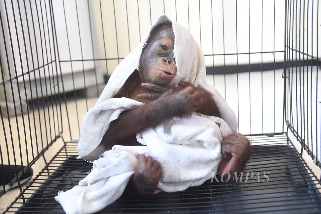 Bayi orangutan Kalimantan subspecies wurmbii (<i>Ponggo pygmaeus wurmbii)</i> berselimut handuk saat jumpa pers translokasi satwa liar jenis orangutan di Kantor Balai Besar KSDA Jawa Timur, Sidoarjo, Kamis (21/9/2023). 