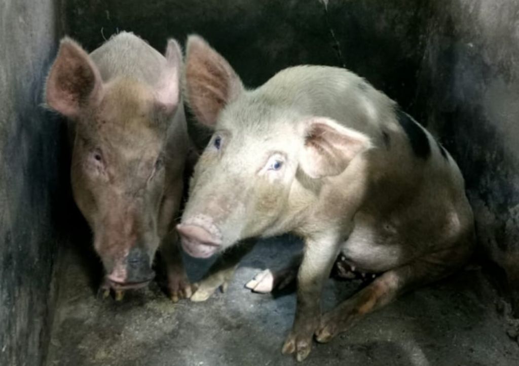 Ilustrasi. Ternak babi warga di Kecamatan Sipora Utara, Kepulauan Mentawai, Sumatera Barat, Senin (20/1/2020). Ribuan babi mati di Pulau Sipora akibat terinfeksi virus flu babi Afrika atau ASF.