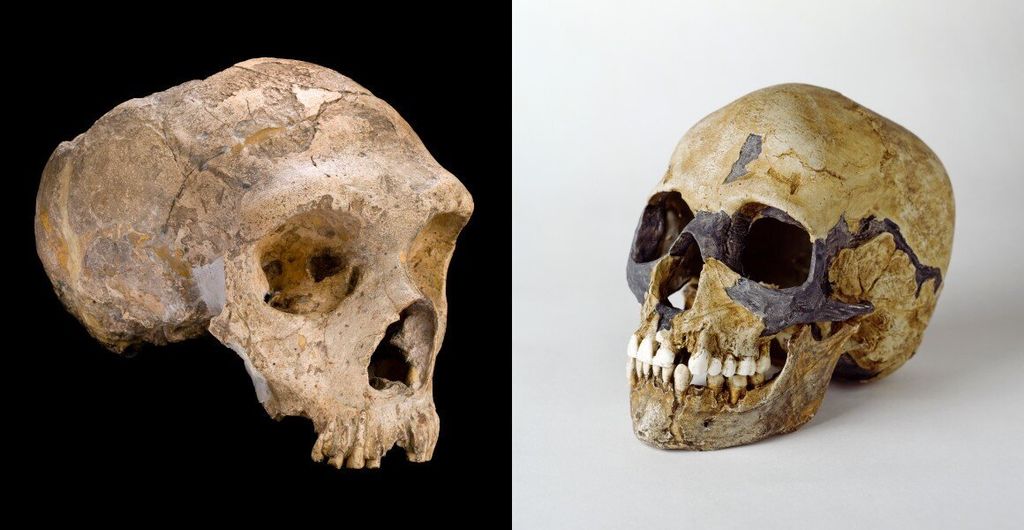 Neanderthal (kiri) dan homo Sapiens (kanan) adalah kerabat terdekat satu sama lain, dan bisa kawin silang. Kredit: Trustees of the Natural History Museum, London,