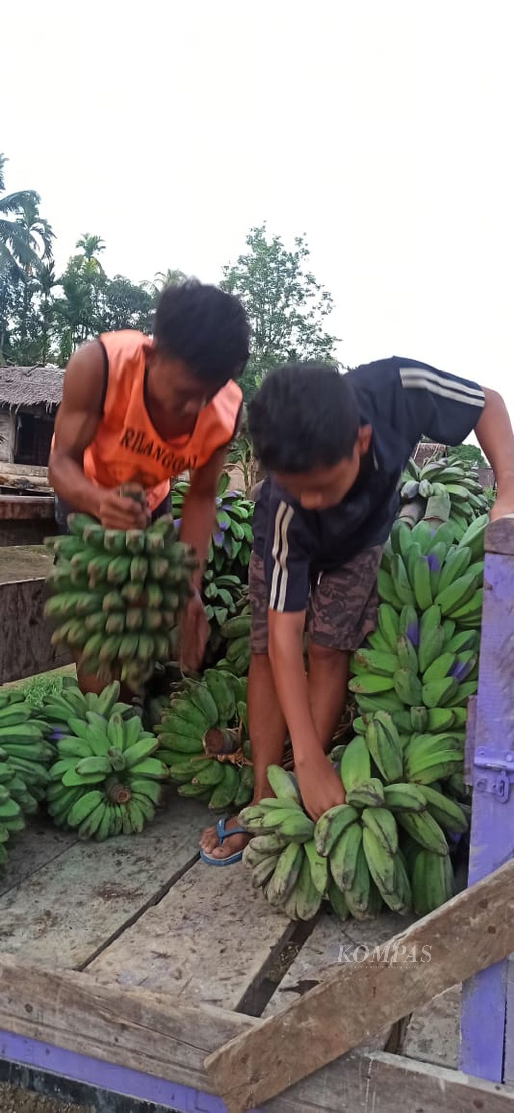 Beberapa anak warga Dusun Sibeotcun, Desa Malancan, Siberut Utara, Kepulauan Mentawai, Sumbar, memuat pisang yang sudah dipesan oleh pengepul pisang dari Kota Padang. 