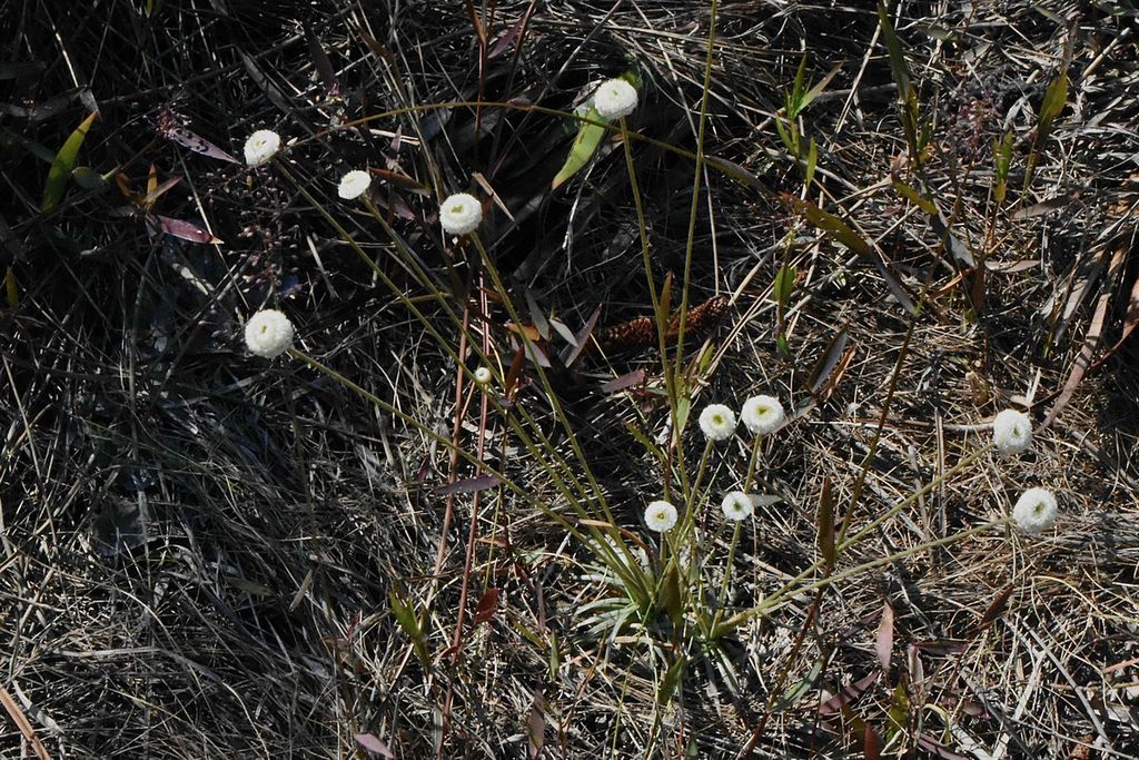Edelweis rawa (<i>Syngonanthus flavidulus</i>) yang berada di North Jupiter Flatwoods Natural Area, Jupiter, Palm Beach County, pada Maret 2018.