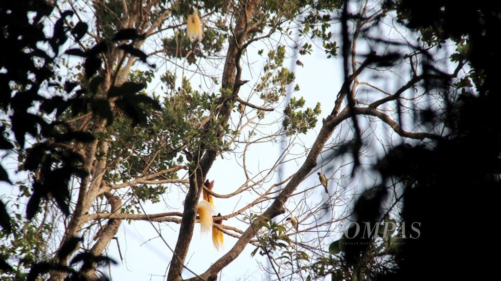 Beberapa ekor burung cenderawasih jenis <i>Paradisaea minor</i> atau kuning kecil jantan yang bertengger di atas pucuk salah satu pohon setinggi 70 meter di hutan Kampung Sawendui, Kabupaten Kepulauan Yapen, Papua, pada 4 April 2019.