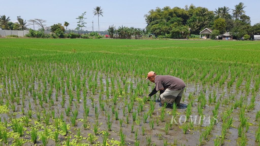 Seorang petani tengah menyiangi gulma yang tumbuh di sela-sela tanaman padi berumur beberapa pekan di Desa Karangduren, Kecamatan Pakisaji, Kabupaten Malang, Jawa Timur, Senin (22/8/2022).