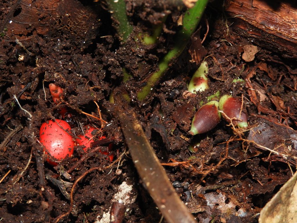 <i>Pinanga subterranea</i>, spesies palem langka yang berbunga di bawah tanah yang ditemukan di sebuah wilayah Kalimantan.