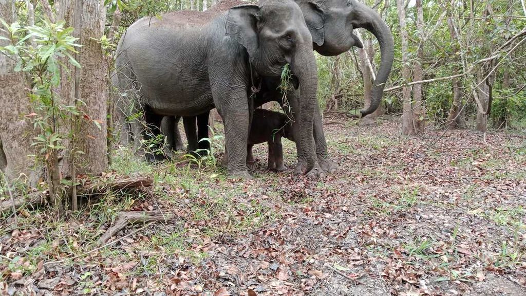 A male baby Sumatran elephant (<i>Elephas maximus sumatranus</i>) was born at Camp Elephant Response Unit Region II Bungur, Way Kambas National Park, East Lampung, Lampung, on Saturday (11/11/2023).