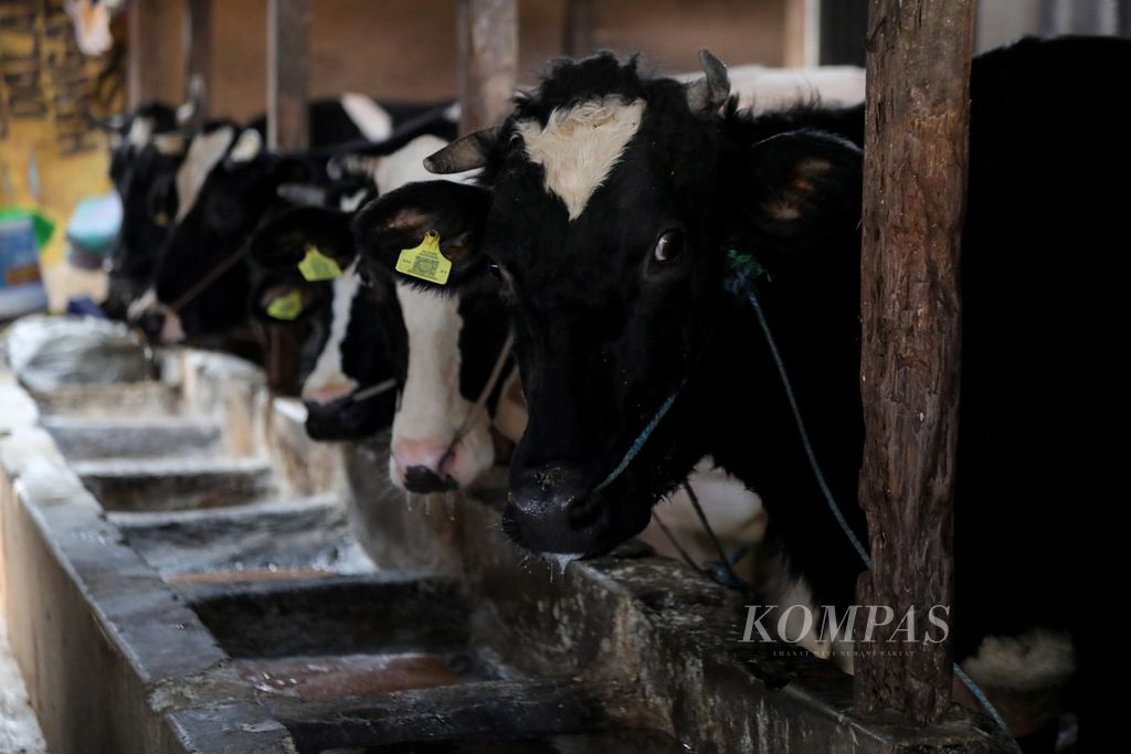 Deretan sapi-sapi perah saat menunggu pakan di salah satu peternakan sapi perah di kawasan Pengadegan Utara, Pancoran, Jakarta Selatan, Jumat (21/7/2023). 