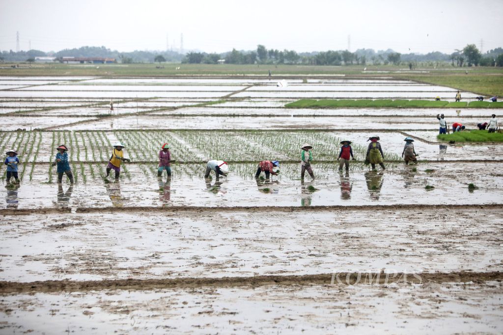 Petani menanam padi di areal persawahan Kota Baru, Karawang, Jawa Barat, Rabu (23/11/2022). Kementerian Pertanian mengklaim stok beras nasional aman hingga akhir tahun 2022. 