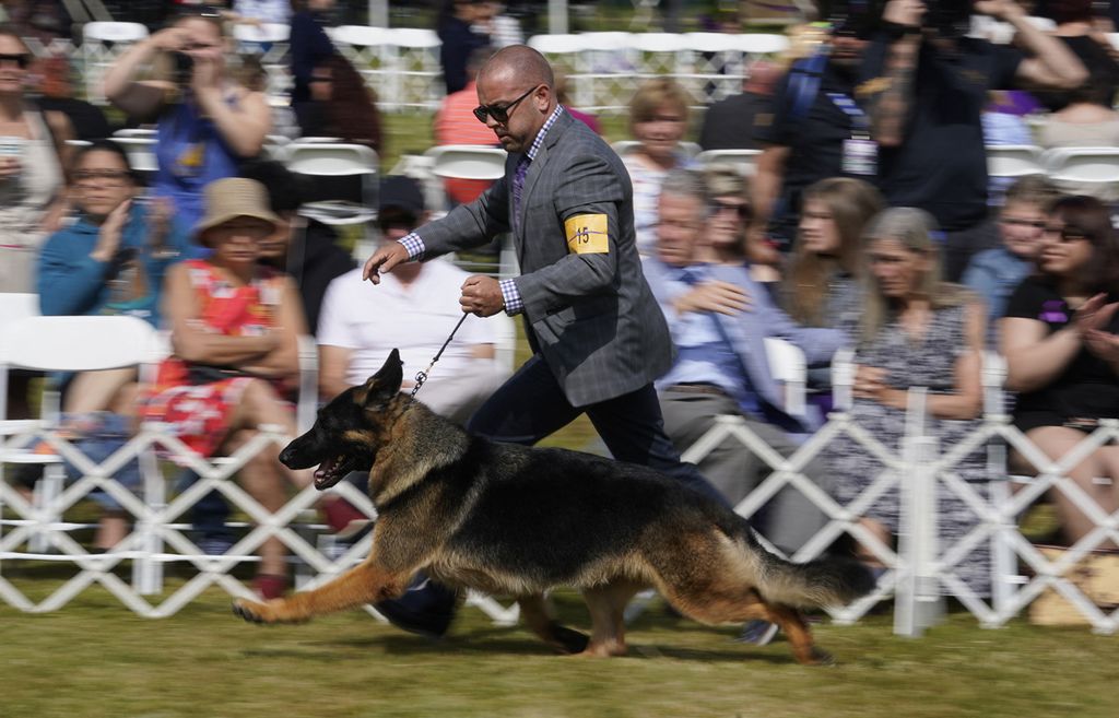 A German Shepherd was in action during the judging of the Breed (Hound and Herding) category at the 146th Westminster Kennel Club Dog Show at Lyndhurst Mansion, New York, USA on Monday (20/6/2022).