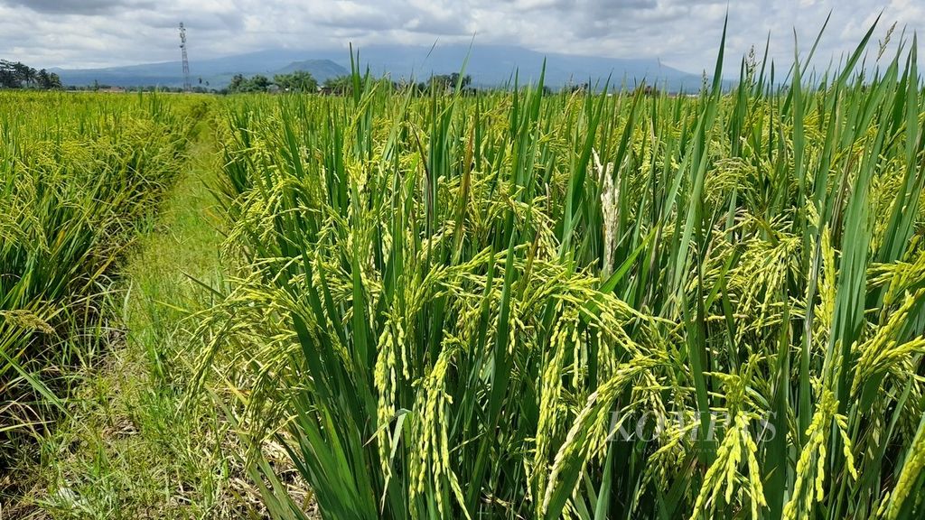 Hambaran tanaman padi yang mulai berbulir di lahan persawahan Desa Sonotengah, Kecamatan Pakisaji, Kabupaten Malang, Jawa Timur, dengan latar belakang Gunung Kawi tertutup awan, Kamis (1/12/2022).