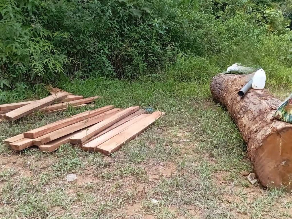 Kayu yang diduga dari hasil pembalakan liar di hutan adat Mukim Krueng, Kecamatan Peudada, Kabupaten Bireuen, Aceh, ditumpuk di dalam hutan, Selasa (22/5/2024).