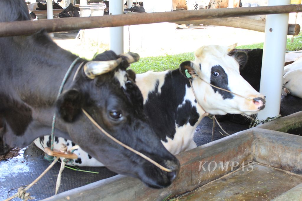 Potret sapi perah di kandang sapi Koperasi Produsen Karya Nugraha Jaya di Kecamatan Cigugur, Kabupaten Kuningan, Jawa Barat, Rabu (7/8/2024). Kotoran dari puluhan sapi di kandang itu diolah menjadi gas dan menghasilkan energi listrik untuk kebutuhan kandang, seperti membersihkan ternak dengan air hangat. Kapasitas pengolahan limbah dengan biogas itu mencapai 100 meter kubik.