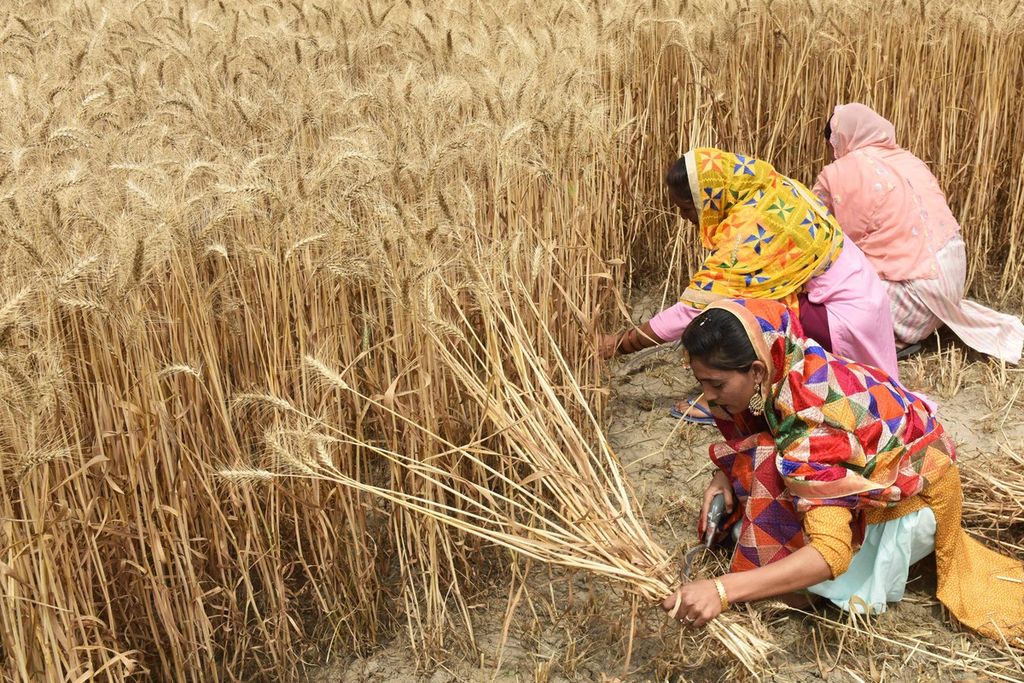 Petani tengah memanen gandum mereka di sebuah ladang di pinggiran Amritsar pada 12 April 2022.