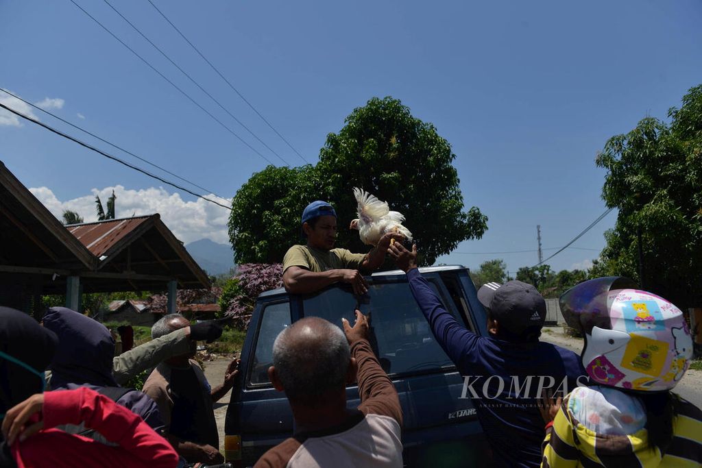Warga korban gempa menerima ayam yang dibagikan warga lain di Jalan Poros Palu-Tulawi di Kecamatan Dolo, Sigi, Sulawesi Tengah, awal Oktober 2018.