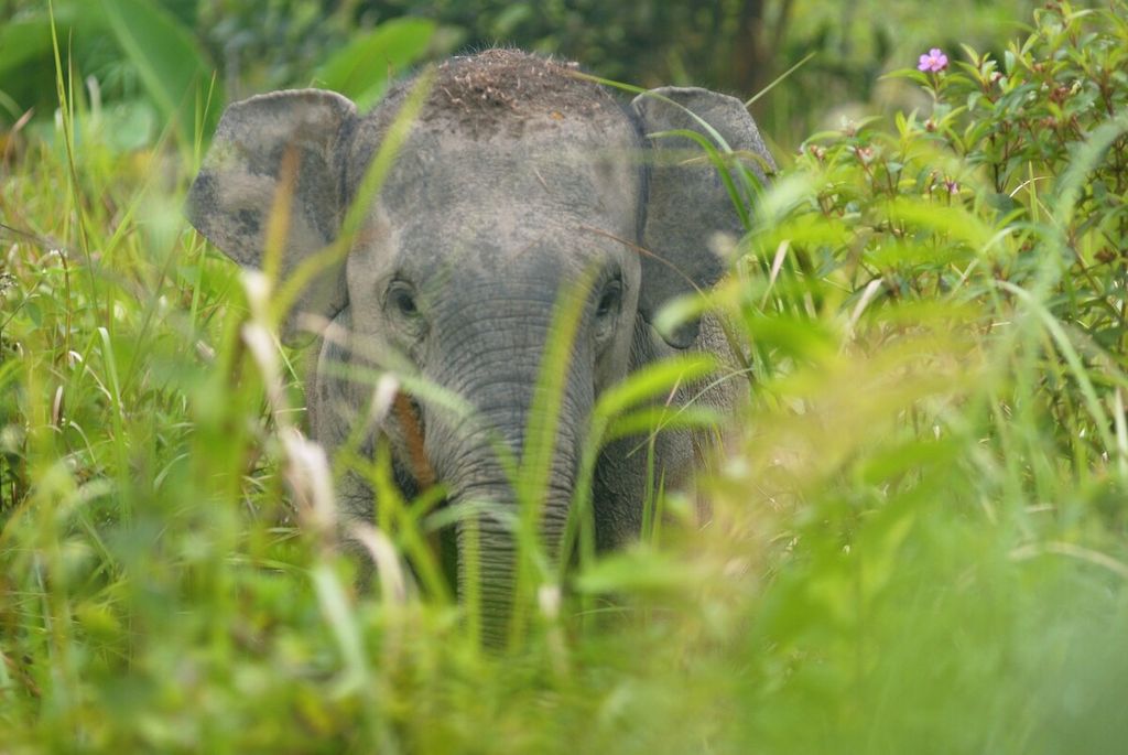 Seekor bayi gajah sumatera (<i>Elephas maximus sumatranus</i>)  di ekosistem Bukit Tigapuluh, Jambi, Kamis (26/8/2021). 