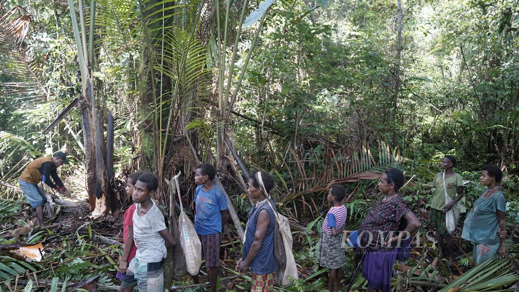  Aktivitas menokok sagu di Dusun Dayo, Distrik Yanimura, Kabupaten Boven Digoel, Papua, Kamis (5/3/2020). Perempuan Korowai menyiapkan alat pangkur pagu, nokel, dan pisau. Sementara, laki-laki membawa alat-alat untuk menebang dan membelah pohon sagu, seperti kapak batu atau linggis. Kegiatan memangkur sagu dimulai sejak pagi hari karena butuh waktu hampir seharian. 