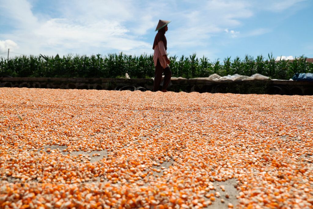 Farm workers pass by drying kernels of corn used for livestock feed in Ngabean Village, Boja District, Kendal Regency, Central Java, on Monday (26/2/2024).