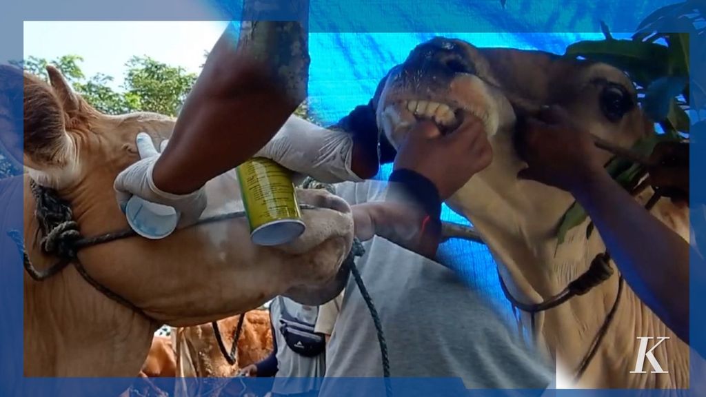 Munculnya penyakit mulut dan kuku yang menjangkiti ternak sapi di beberapa wilayah Indonesia harus segera diatasi sebelum momentum perayaan Idul Adha pada 9 Juli 2022.