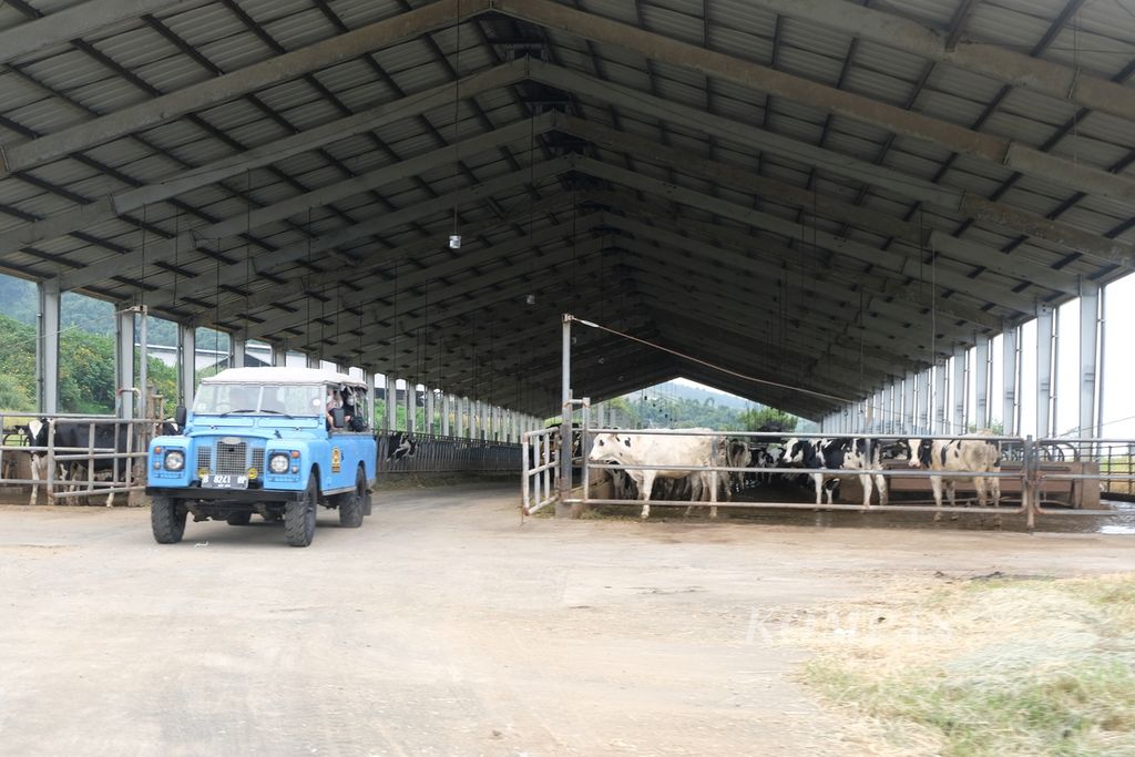Suasana di peternakan milik PT Greenfields Indonesia di Malang, Jawa Timur, Selasa (30/5/2021). Tampak sapi-sapi berada di kandang yang dibuat khusus dengan sirkulasi udara baik untuk kenyamanan sapi perah. Sapi di peternakan Greenfields rata-rata memproduksi susu sebanyak 34 liter per ekor setiap hari.