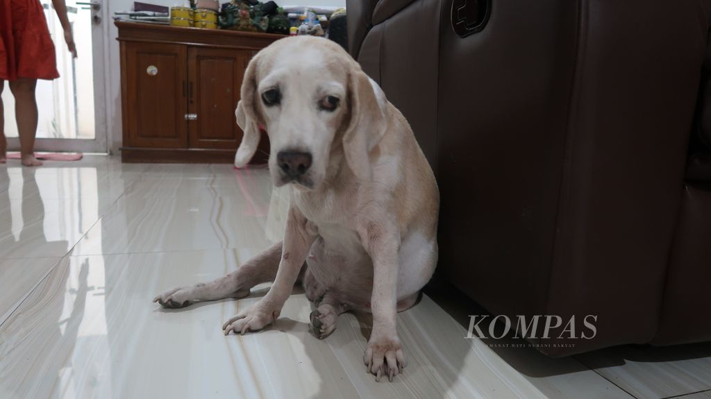 Chelsea, anjing milik Cindy Silviana Sukma (35), karyawan swasta di perusahaan modal ventura, di rumahnya, Kalideres, Jakarta Barat, Sabtu (15/7/2023).