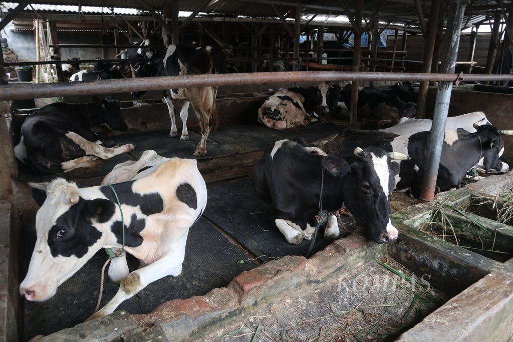 Suasana kandang sapi perah di Kelurahan Cipari, Kecamatan Cigugur, Kabupaten Kuningan, Jawa Barat, Rabu (15/6/2022). Hingga Selasa (14/6), sebanyak 1.667 sapi di Kuningan terpapar PMK. Sebanyak 47 ekor di antaranya mati akibat PMK.