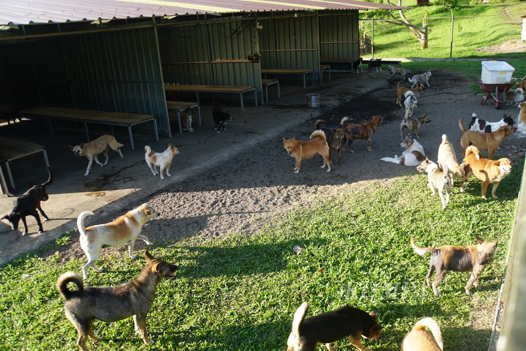 Suasana kandang anjing di tempat penampungan (<i>shelter</i>) Animal Friends Manado Indonesia (AFMI) di Lahendong, Tomohon, Sulawesi Utara, pada Sabtu (29/7/2023) sore. AFMI kini menampung ratusan hewan, paling banyak anjing telantar dan yang akan disembelih di pasar.